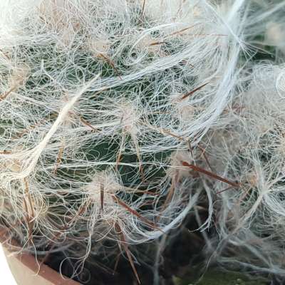 Oreocereus celsianus - Giromagi
