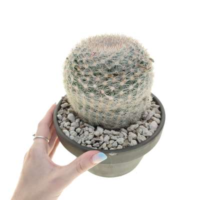 Mammillaria candida