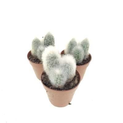 Austrocephalocereus dybowskii - Giromagi