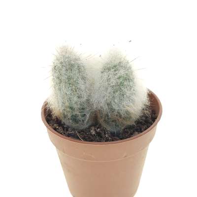 Austrocephalocereus dybowskii - Giromagi