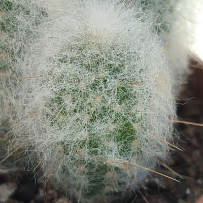 Austrocephalocereus dybowskii - Giromagi