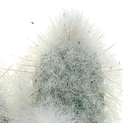 Austrocephalocereus dybowskii - Giromagi