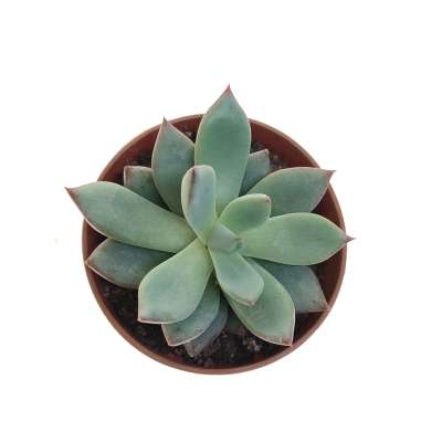 Echeveria 'Yummie' - Giromagi