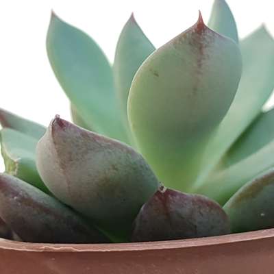 Echeveria 'Yummie' - Giromagi