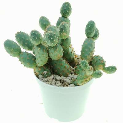 Opuntia fragilis var. denudata (Potato Cactus) - Giromagi