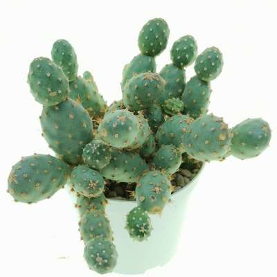 Opuntia fragilis var. denudata (Potato Cactus) - Giromagi