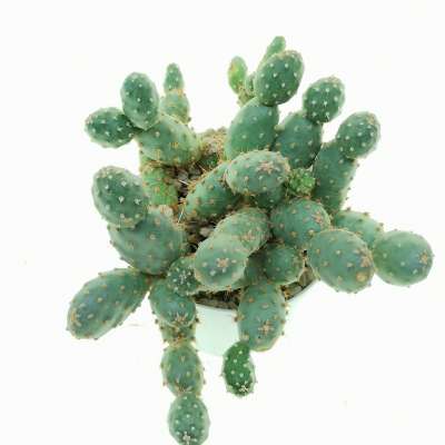 Opuntia fragilis var. denudata (Potato Cactus) - Giromagi