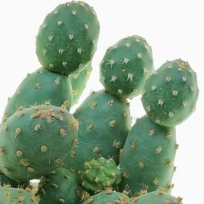 Opuntia fragilis var. denudata (Potato Cactus) - Giromagi