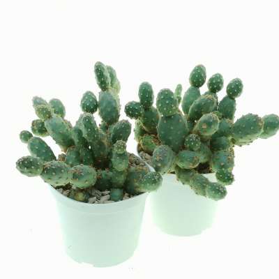 Opuntia fragilis var. denudata (Potato Cactus) - Giromagi