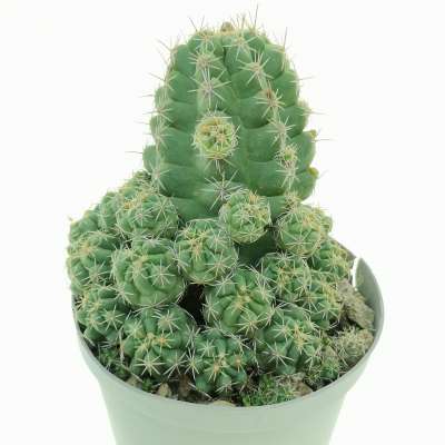 Thelocactus leucacanthus - Giromagi