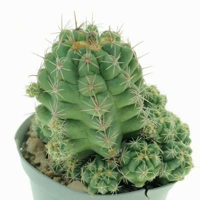 Thelocactus leucacanthus - Giromagi