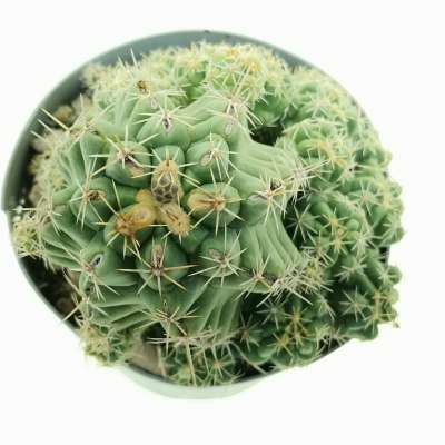 Thelocactus leucacanthus - Giromagi