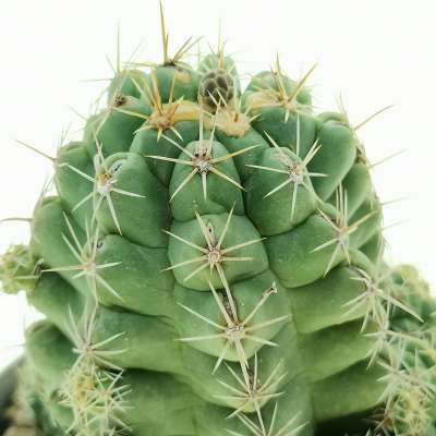 Thelocactus leucacanthus - Giromagi