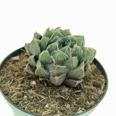 Haworthia cooperi 'Redstone' - Giromagi