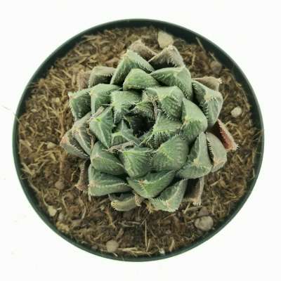 Haworthia cooperi 'Redstone' - Giromagi