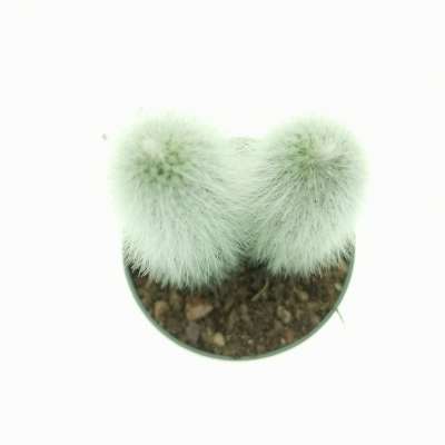 Cleistocactus strausii - Giromagi