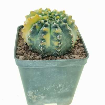 Gymnocalycium quehlianum f. variegata - Giromagi