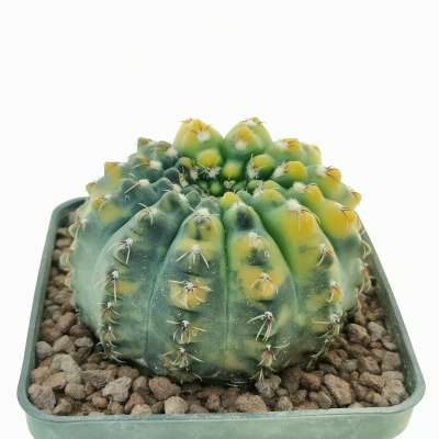 Gymnocalycium quehlianum f. variegata - Giromagi