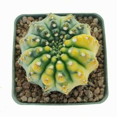 Gymnocalycium quehlianum f. variegata - Giromagi