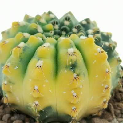 Gymnocalycium quehlianum f. variegata - Giromagi