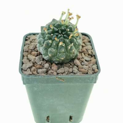 Euphorbia gymnocalycioides f. dicotomica (Own roots) - Giromagi