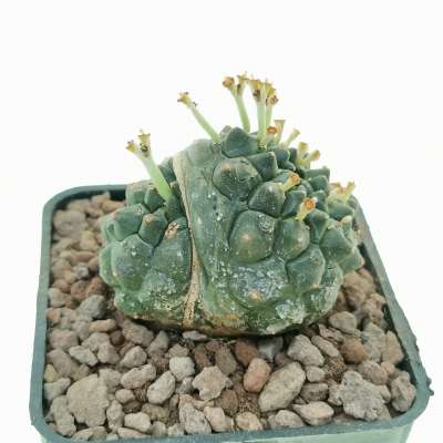 Euphorbia gymnocalycioides f. dicotomica (Own roots) - Giromagi
