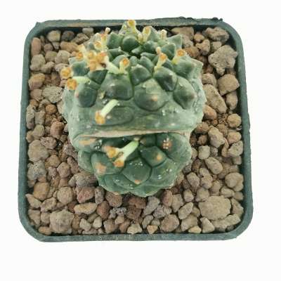 Euphorbia gymnocalycioides f. dicotomica (Own roots) - Giromagi