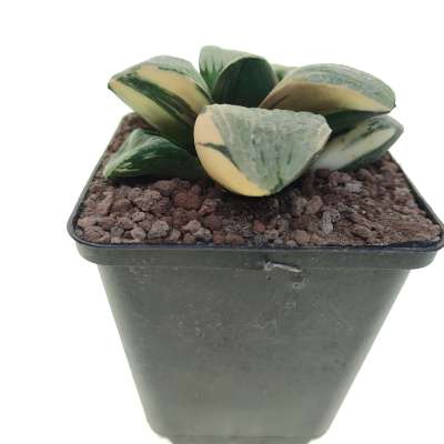Haworthia springbokvlakensis 'Crystal ball' f. variegata - Giromagi