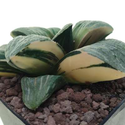Haworthia springbokvlakensis 'Crystal ball' f. variegata - Giromagi
