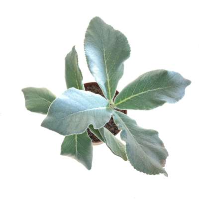 Sinningia leucotricha - Giromagi