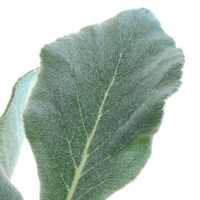 Sinningia leucotricha - Giromagi