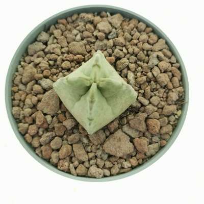 Whitesloanea crassa (Somalia) - Giromagi