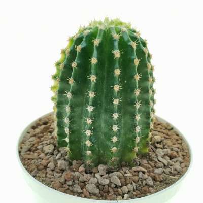 Echinopsis oxygona f. variegata - Giromagi