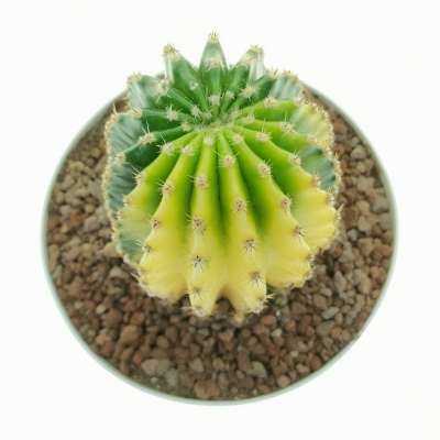 Echinopsis oxygona f. variegata - Giromagi