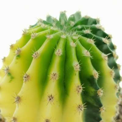Echinopsis oxygona f. variegata - Giromagi