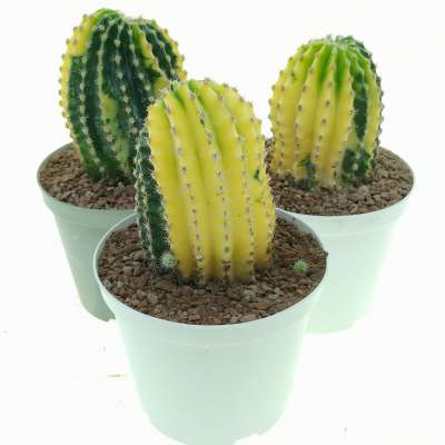 Echinopsis oxygona f. variegata - Giromagi