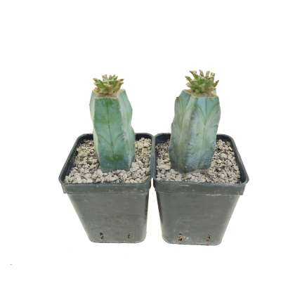 Mammillaria bertholdii - Giromagi