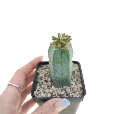 Mammillaria bertholdii