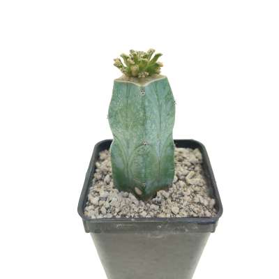 Mammillaria bertholdii - Giromagi