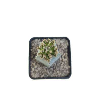 Mammillaria bertholdii - Giromagi