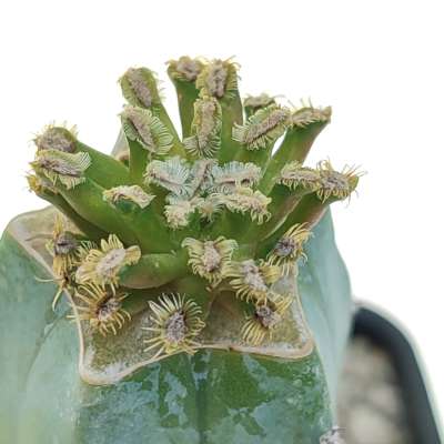 Mammillaria bertholdii - Giromagi