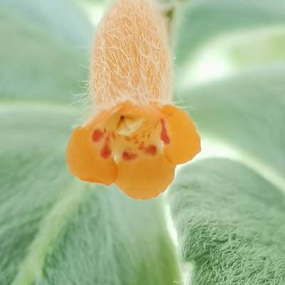Sinningia leucotricha - Giromagi
