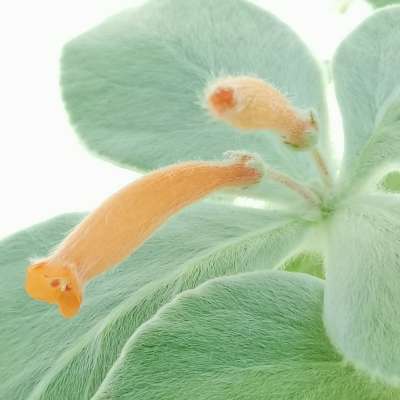 Sinningia leucotricha - Giromagi