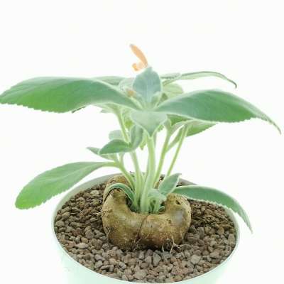 Sinningia leucotricha - Giromagi