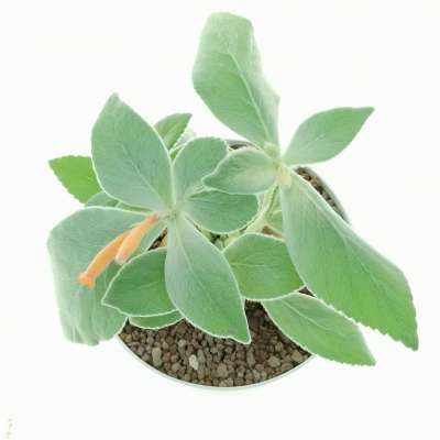 Sinningia leucotricha - Giromagi