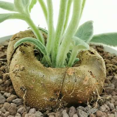 Sinningia leucotricha - Giromagi