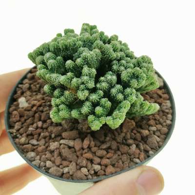 Cereus peruvianus f. mostruosa crestata 'Superinermis'