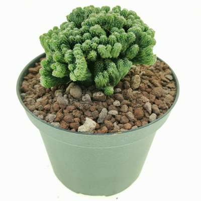 Cereus peruvianus f. mostruosa crestata 'Superinermis' - Giromagi