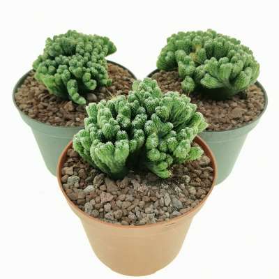 Cereus peruvianus f. mostruosa crestata 'Superinermis' - Giromagi