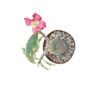 Adenium obesum cv. Milky Way - Giromagi